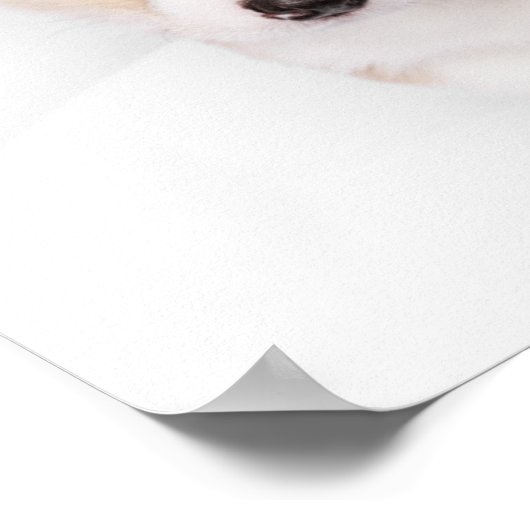 最も可愛い赤ん坊の動物 | Young Corgi Puppy ポスター (角)