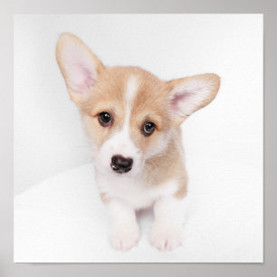 最も可愛い赤ん坊の動物 Young Corgi Puppy ポスター