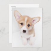 最も可愛い赤ん坊の動物 | Young Corgi Puppy ポストカード (正面/裏面)