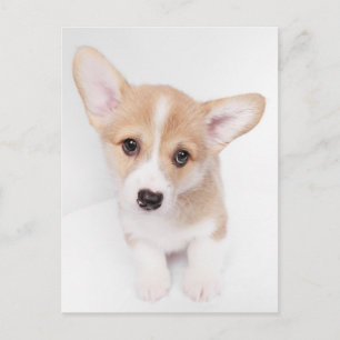 最も可愛い赤ん坊の動物   Young Corgi Puppy ポストカード