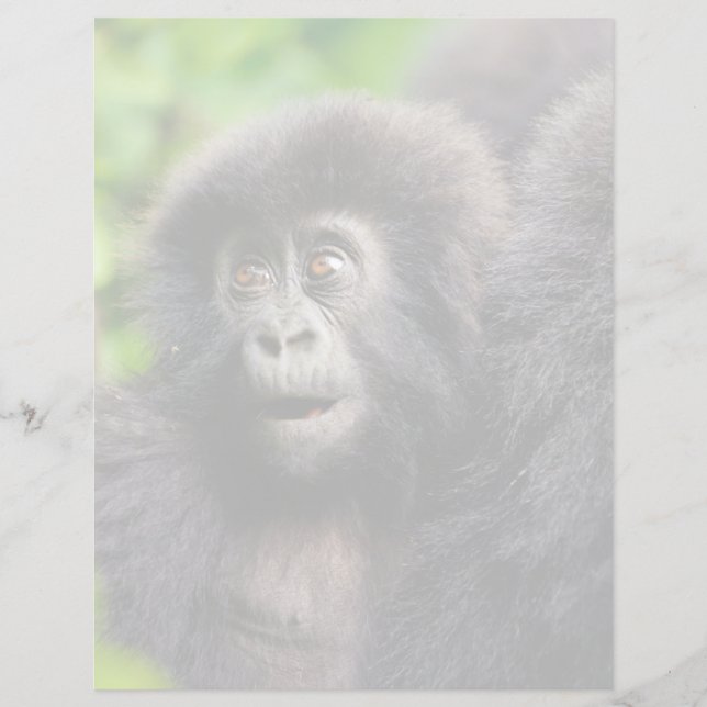 最も可愛い赤ん坊の動物 | Young Mountain Gorilla (正面)