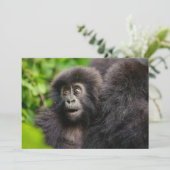 最も可愛い赤ん坊の動物 | Young Mountain Gorilla サンキューカード (スタンド正面)