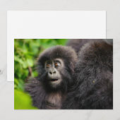 最も可愛い赤ん坊の動物 | Young Mountain Gorilla サンキューカード (正面/裏面)