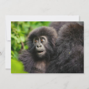 最も可愛い赤ん坊の動物 Young Mountain Gorilla サンキューカード