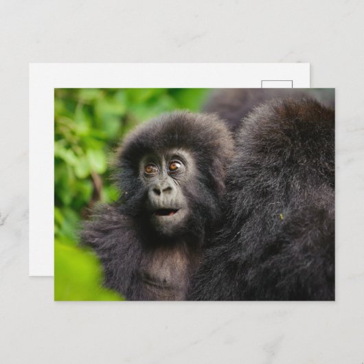 最も可愛い赤ん坊の動物 | Young Mountain Gorilla ポストカード (正面/裏面)
