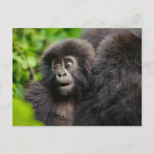 最も可愛い赤ん坊の動物 Young Mountain Gorilla ポストカード