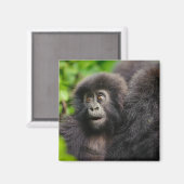 最も可愛い赤ん坊の動物 | Young Mountain Gorilla マグネット (正面/裏面)