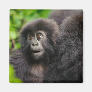 最も可愛い赤ん坊の動物 Young Mountain Gorilla マグネット