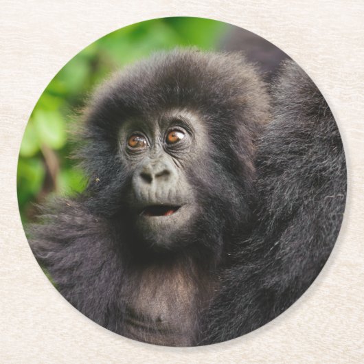 最も可愛い赤ん坊の動物 | Young Mountain Gorilla ラウンドペーパーコースター (正面)