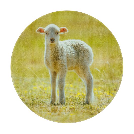 最も可愛い赤ん坊の動物 | Young Sheep カッティングボード (正面)