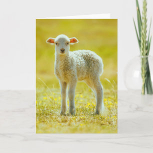 最も可愛い赤ん坊の動物 Young Sheep カード