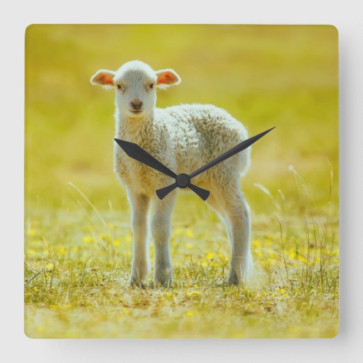 最も可愛い赤ん坊の動物 | Young Sheep スクエア壁時計 (正面)