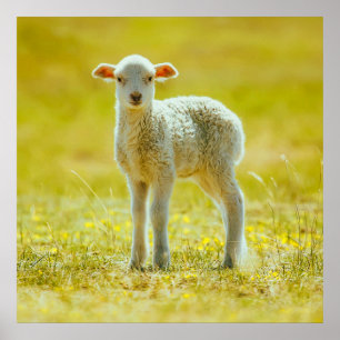 最も可愛い赤ん坊の動物 Young Sheep ポスター