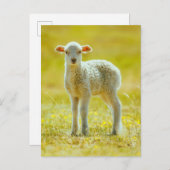 最も可愛い赤ん坊の動物 | Young Sheep ポストカード (正面/裏面)