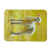 最も可愛い赤ん坊の動物 | Young Sheep マグネット (横)