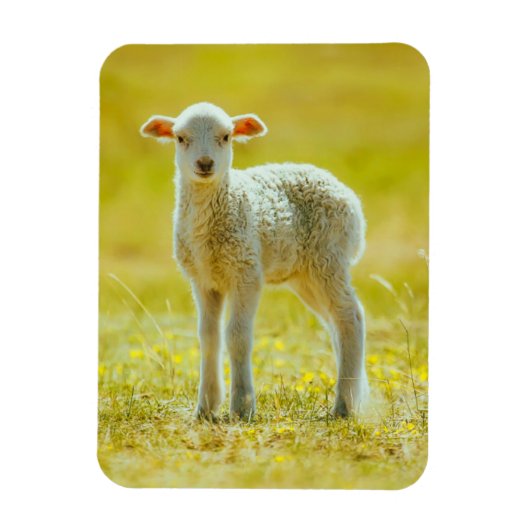 最も可愛い赤ん坊の動物 | Young Sheep マグネット (縦)
