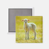最も可愛い赤ん坊の動物 | Young Sheep マグネット (正面/裏面)