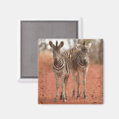 最も可愛い赤ん坊の動物 | Young Zebras社2社 マグネット (正面/裏面)