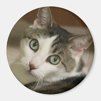 最も小さいタイガーボタン マグネット