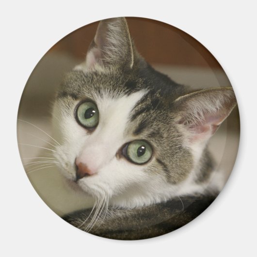 最も小さいタイガーボタン マグネット (正面)