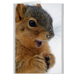 最も幸せなリス