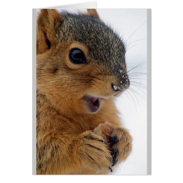 最も幸せなリス (正面)