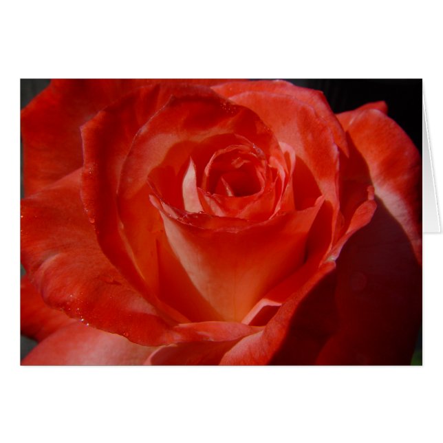 最も最高のな打撃016 (正面横)