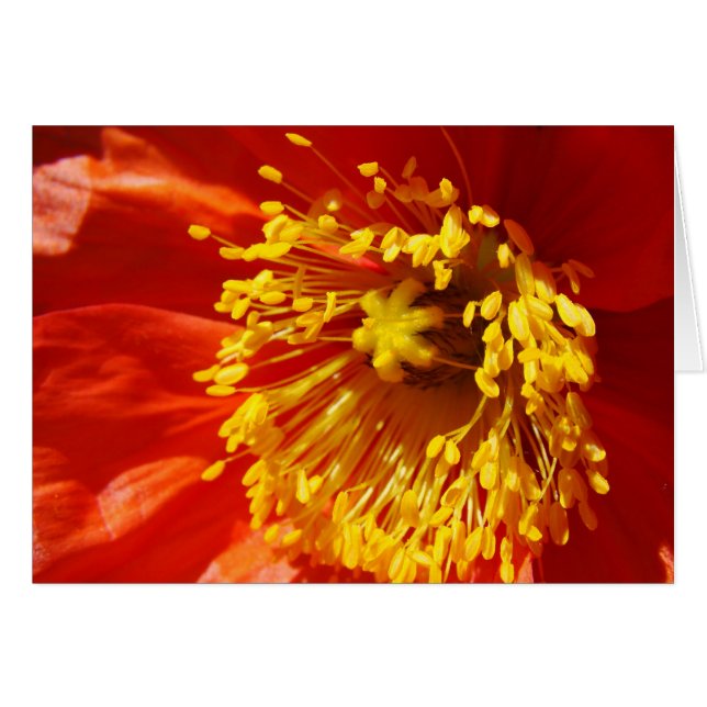 最も身なりのよい (正面横)