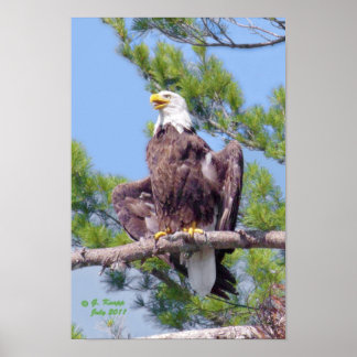 最も高い松の上 – ポスターまたはプリント ポスター