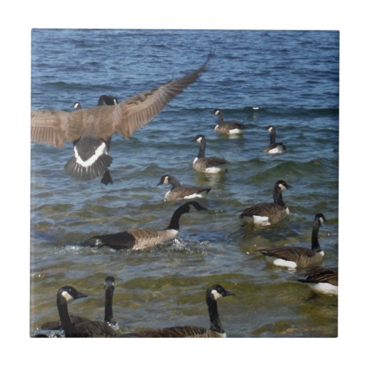 最初のガチョウ、湖の矢印でガチョウ タイル (正面)