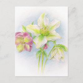 最初のシンボルや象徴の春hellebores水色 ポストカード
