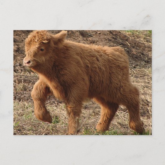 最初のステップ ポストカード (正面)