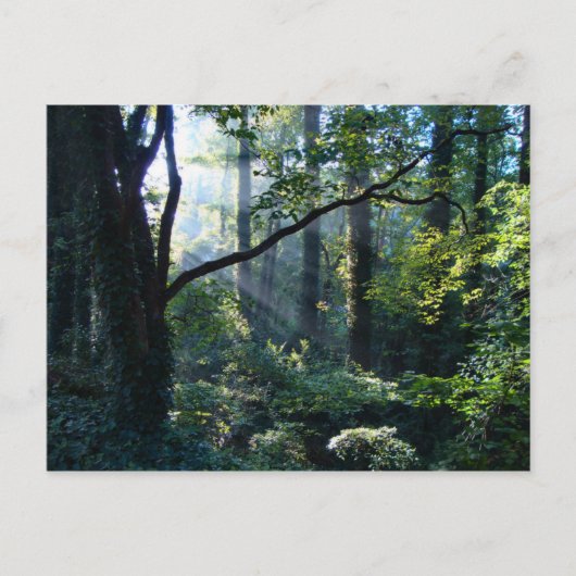 最初の淡いポストカード ポストカード (正面)