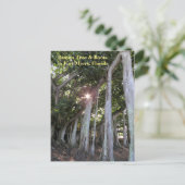 最大のバンヤンツリーフォートマイヤーズフロリダ葉書 ポストカード (スタンド正面)