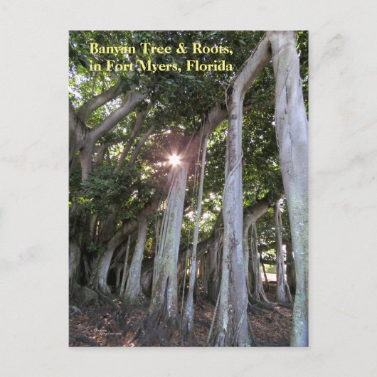 最大のバンヤンツリーフォートマイヤーズフロリダ葉書 ポストカード (正面)