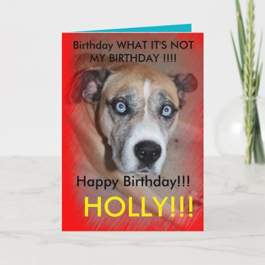 最大クール愛犬誕生日カード サンキューカード (正面)