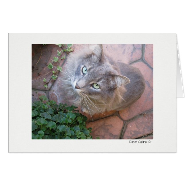 最大ネコ#-3 (正面横)