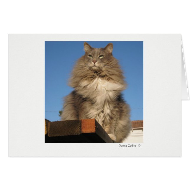 最大ネコ#-4 (正面横)