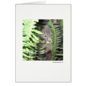 最大ネコ#6 (正面)