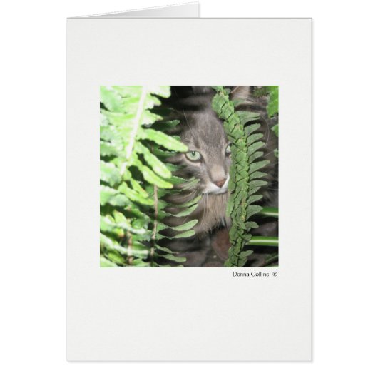 最大ネコ#6 (正面)