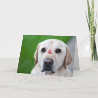 最大限の忍耐 シーズンカード