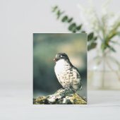 最小オークレット ポストカード (スタンド正面)