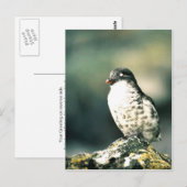 最小オークレット ポストカード (正面/裏面)