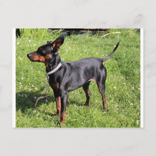 最小ピン黒、さびが完全 ポストカード (正面)