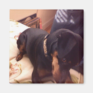 最小間抜けピン マグネット