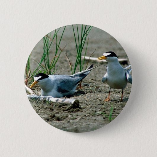 最少のアジサシ 缶バッジ (正面)