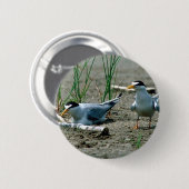 最少のアジサシ 缶バッジ (正面&裏面)