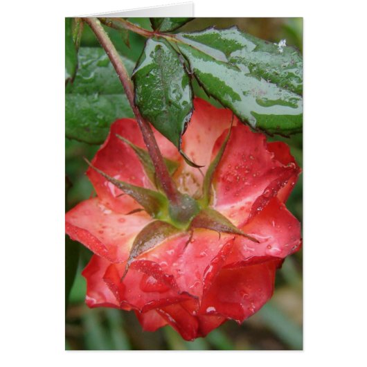 最後のバラ (正面)