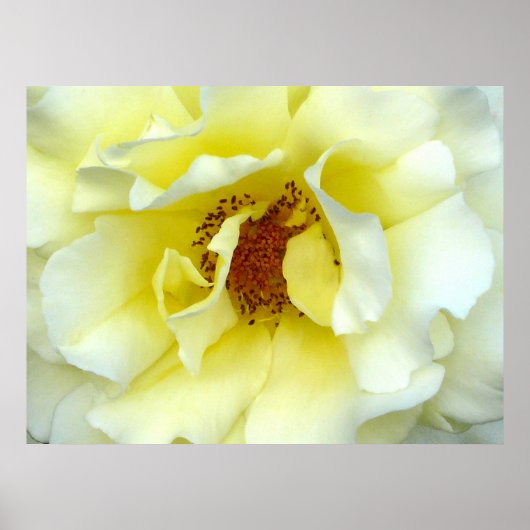 最後のバラ ポスター (正面)