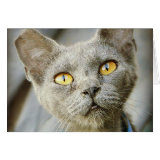 最後の希望のジーンの灰色